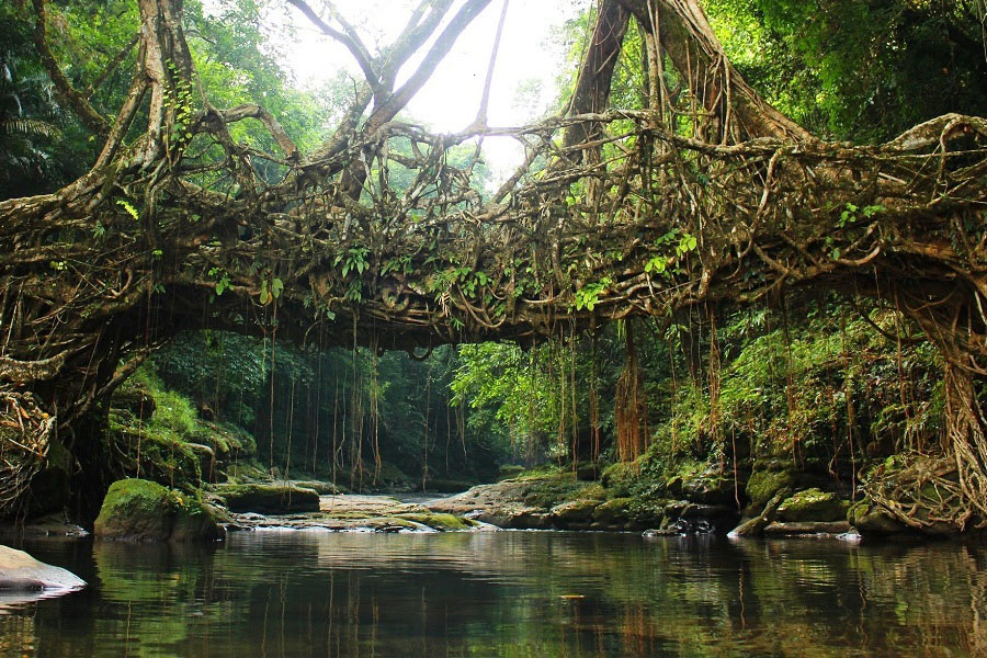 Meghalaya Kaziranga Tour